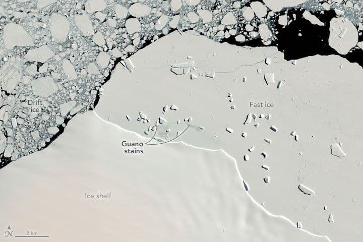 A Changing World for Emperor Penguins